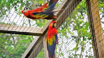 La liberación será en el centro de convenciones Marina Copán y el acceso es gratuito. Las guacamayas se encuentran ahí en una jaula. <b> Fotos: Moisés Valenzuela.</b>