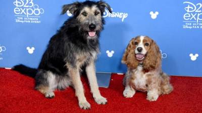 ANAHEIM, CALIFORNIA - AUGUST 23: Lady and Tramp at D23 Disney+ Showcase at Anaheim Convention Center on August 23, 2019 in Anaheim, California. Frazer Harrison/Getty Images/AFP