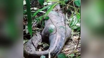 El inusual incidente se registró en una remota localidad de Indonesia.