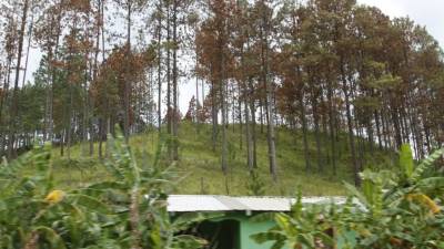 Los bosques de pino en Honduras se están muriendo.