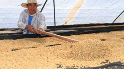 Un productor de Santa Bárbara realiza el secado de semillas frutales. La comitiva panameña viaja a La Lima.