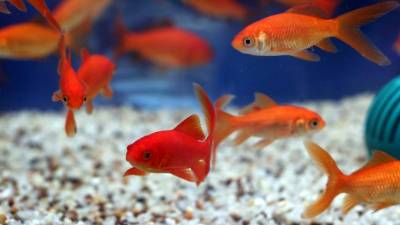 Científicos están realizando estudios en peces para poder regenerar los dientes en humanos.