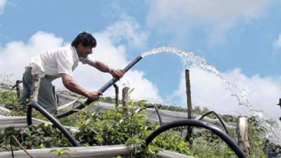 En escala nacional hay 160 mil sistemas de riego distribuidos entre la ganadería y la agricultura en distintas zonas de Honduras.