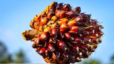 La planta de Biosa producirá vitaminas necesarias en los procesos de elaboración de alimentos y fármacos.