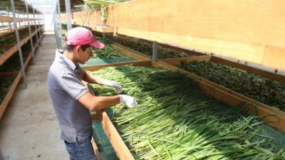 En secadoras solares están deshidratando las hojas para los tés. Foto: Franklyn Muñoz.