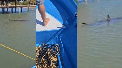 Hondureño es atacado por enorme tiburón en Trujillo, Colón