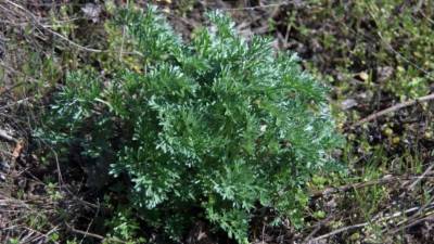 El ajenjo dulce puede prevenir la malaria.