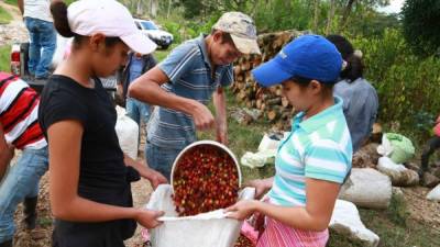 La clave para obtener un buen café radica en las buenas prácticas de producción que ayuden a cosechar granos de alta calidad para que puedan colocarse fácilmente en el mercado internacional, aseguran los representantes del Ihcafé. Foto: Franklin Muñoz