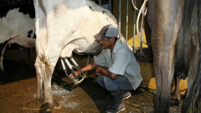 Los productores de leche están negociando un incremento L1.50, el cual no será compartido con las plantas industriales.