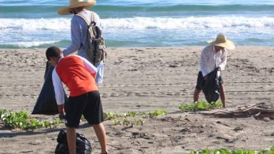 La labor del pasado domingo se enfocó en las playas frente a las comunidades de La Curva e Independencia.