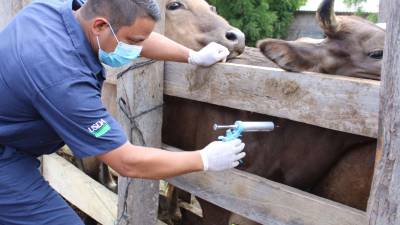 El ganado se está contagiando de rabia bobina.