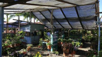 Viveros y Jardines El Edén está en Siguatepeque, justo en la carretera CA-5. En él, los compradores pueden encontrar una variedad de flores ornamentales, frutícolas, rosas y crisantemos, entre otros. Además, ofrece abono y otros insumos para plantas. Fotos: Melvin Cubas