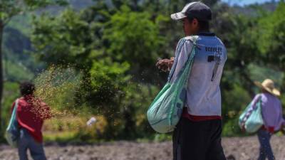 Tres productores en el Valle de Comayagua trabajan en la siembra de arroz. Foto: YOSEPH AMAYA