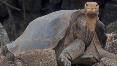La tortuga gigante era la última de su especie al momento de su muerte.