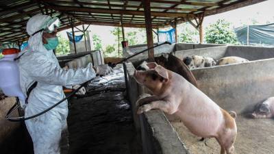 La peste porcina es una enfermedad altamente contagiosa y es causada por un virus que afecta únicamente a los cerdos.