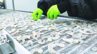 El camarón precocido es el de mayor exportación.