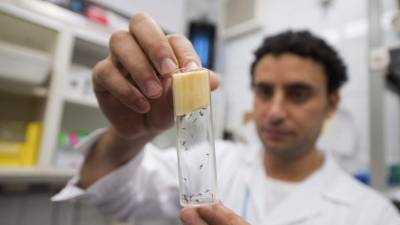 Los expertos necesitarán todavía entre cuatro y ocho semanas para establecer el papel que desempeña el virus del Zika en la aparición de microcefalias en bebés de madres infectadas.