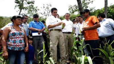 El Presidente estuvo en Candelaria inspeccionando cultivos.
