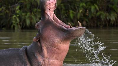 Las autoridades temen que estos hipopótamos provoquen una tragedia en Antioquía.