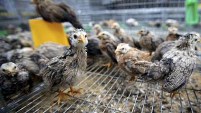 En las etapas tempranas de la pandemia, los investigadores del ARS comenzaron a evaluar si la covid-19 podía infectar animales de granja.