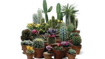 Necesita de la luz, por lo que puede dejarlo fuera de su casa. Si está en el interior, procure que este bien iluminado.