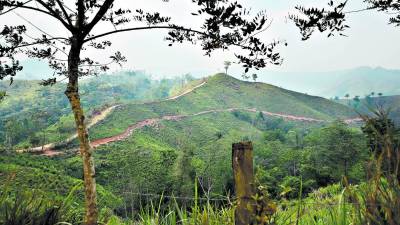 En la reserva protegida de la biosfera del Río Plátano se han construido ilegalmente varias carreteras que surcan la zona núcleo.