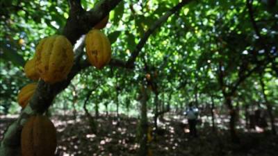 Un proyecto para mejorar la producción de cacao que beneficiará a unas 1.800 familias fue lanzado hoy en Omoa, departamento de Cortés, en el Caribe de Honduras, con apoyo de la Agencia Suiza para el Desarrollo (COSUDE), informó una fuente oficial en Tegucigalpa.