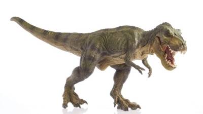 En 1874 se encontraron los primeros dientes del Tiranosaurio rex en colorado y en 1890 descubrieron pedazos de cráneo en el estado de Wyoming en Estados Unidos.