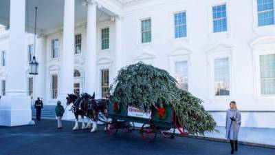 La primera dama estadounidense, Melania Trump, recibió este lunes el tradicional árbol de Navidad que adornará las fiestas de fin de año en la Casa Blanca, causando revuelo en redes sociales con su nuevo look.