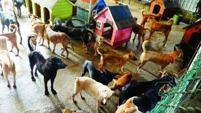 <b><span class=mln_uppercase_mln>El Refugio Amor y Abrigo tiene bajo su cuidado cerca de 300 perros y gatos rescatados de la calle.</span></b> Foto: Amílcar Izaguirre.
