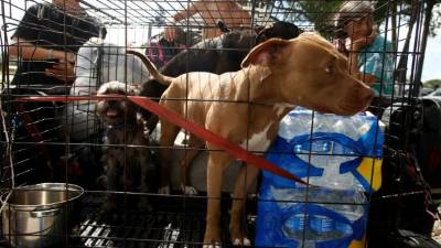 El domingo por la mañana, el Departamento de Salud Pública de la Florida reiteró los peligros que plantean cuando las mascotas son abandonadas durante una tormenta.// Foto AFP.