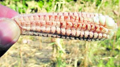 Los efectos del fenómeno de El Niño han dejado damnificadas a 72,000 familias del país.