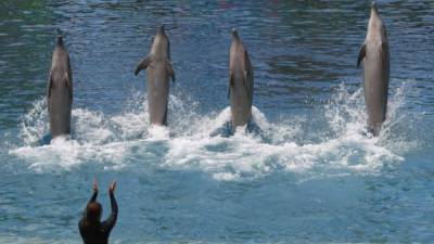 Los delfines son usados como tablas de surf, rodeados por los gritos de multitudes de personas y música de fondo con un alto volumen.