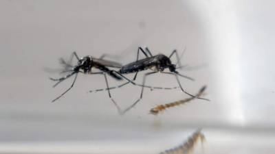 En una comunidad, cerca de San Pablo, prácticamente lograron erradicar el zika y el dengue gracias a los zancudos transgénicos.
