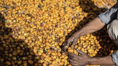 Cosecha de dátiles, una fruta de exportación, en Sao Paulo, Brasil. Foto: EFE
