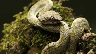 Foto del 26 de marzo de 2017 de una serpiente Bothriechis schlegelii, conocida como Bocaracá, que se arrastra por un bosque en la zona de Guápiles, provincia costarricense de Limón. EFE