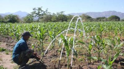 Centroamérica, y Honduras en particular, son vulnerables ante el cambio climático, reflejado en la sequía que azota la región en los últimos años.