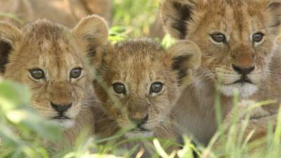 Trece cachorres nacieron en el 2012, de los cuales fueron sacrificados nueve felinos.