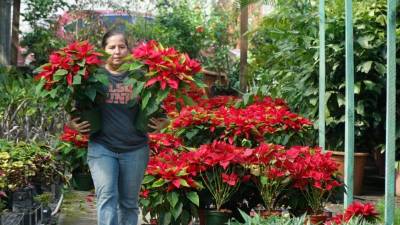 A inicios de diciembre las personas visitan los diferentes viveros que hay en la ciudad para decorar sus hogares con las coloridas pascuas. Fotos: Cristina santos