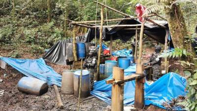 Las Fuerzas Armadas de Honduras decomisaron este sábado al menos 154.500 arbustos de hoja coca en el sector de Sierra de Río Tinto, departamento de Colón, en el Caribe del país centroamericano.