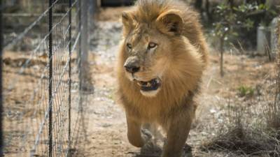 Un león disfruta de su hábitat natural tras ser liberado.