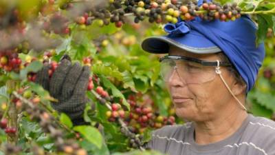 La cosecha 2017-2018 es halagadora, porque la capacidad productiva ronda los 10.8 millones, que permitirán superar la meta de exportación si siguen las condiciones favorables en clima.