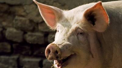 El animal atacó al hombre cuando éste intentaba ahuyentarlo de un sembradío.