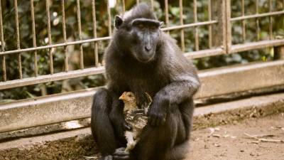 Niv es una macaca de cuatro años que añoraba ser madre./ AFP / JACK GUEZ
