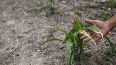 La prolongada sequía provocó grandes pérdidas en la producción agrícola hondureña.