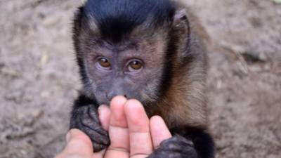 El mono machín tiene una gran capacidad de adaptarse para convivir con el ser humano.