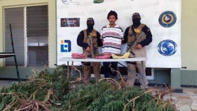 Las plantas que sembraba el hombre junto a sus hijas fueron decomisadas por la Policía.