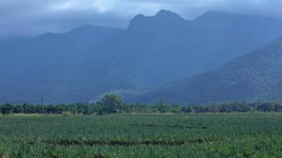 Pico Bonito, el 5 de agosto del 1987 fue declarado como parque nacional. Es uno de los más ricos en biodiversidad.