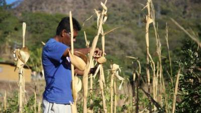 Las cifras de Banadesa demuestran que los pequeños productores son mejores pagadores. FOTOS: ANDRO RODRÍGUEZ
