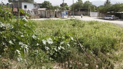 Dueños de solares enmontados serán multados.